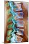 Healthy Lower Spine, X-ray-Science Photo Library-Mounted Photographic Print