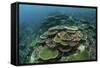 Healthy Reef-Building Corals Thrive in Komodo National Park, Indonesia-Stocktrek Images-Framed Stretched Canvas