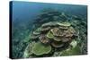 Healthy Reef-Building Corals Thrive in Komodo National Park, Indonesia-Stocktrek Images-Stretched Canvas