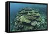 Healthy Reef-Building Corals Thrive in Komodo National Park, Indonesia-Stocktrek Images-Framed Stretched Canvas