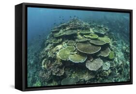 Healthy Reef-Building Corals Thrive in Komodo National Park, Indonesia-Stocktrek Images-Framed Stretched Canvas