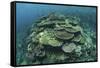 Healthy Reef-Building Corals Thrive in Komodo National Park, Indonesia-Stocktrek Images-Framed Stretched Canvas