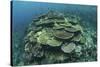 Healthy Reef-Building Corals Thrive in Komodo National Park, Indonesia-Stocktrek Images-Stretched Canvas