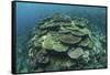 Healthy Reef-Building Corals Thrive in Komodo National Park, Indonesia-Stocktrek Images-Framed Stretched Canvas