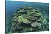 Healthy Reef-Building Corals Thrive in Komodo National Park, Indonesia-Stocktrek Images-Stretched Canvas