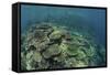 Healthy Reef-Building Corals Thrive in Komodo National Park, Indonesia-Stocktrek Images-Framed Stretched Canvas