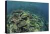 Healthy Reef-Building Corals Thrive in Komodo National Park, Indonesia-Stocktrek Images-Stretched Canvas