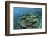 Healthy Reef-Building Corals Thrive in Komodo National Park, Indonesia-Stocktrek Images-Framed Photographic Print