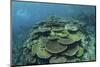 Healthy Reef-Building Corals Thrive in Komodo National Park, Indonesia-Stocktrek Images-Mounted Photographic Print