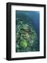 Healthy Reef-Building Corals Thrive in Komodo National Park, Indonesia-Stocktrek Images-Framed Photographic Print