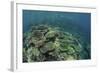 Healthy Reef-Building Corals Thrive in Komodo National Park, Indonesia-Stocktrek Images-Framed Photographic Print