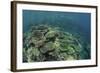 Healthy Reef-Building Corals Thrive in Komodo National Park, Indonesia-Stocktrek Images-Framed Photographic Print