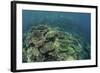 Healthy Reef-Building Corals Thrive in Komodo National Park, Indonesia-Stocktrek Images-Framed Photographic Print