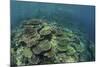 Healthy Reef-Building Corals Thrive in Komodo National Park, Indonesia-Stocktrek Images-Mounted Photographic Print