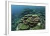 Healthy Reef-Building Corals Thrive in Komodo National Park, Indonesia-Stocktrek Images-Framed Photographic Print