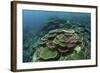 Healthy Reef-Building Corals Thrive in Komodo National Park, Indonesia-Stocktrek Images-Framed Photographic Print