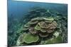 Healthy Reef-Building Corals Thrive in Komodo National Park, Indonesia-Stocktrek Images-Mounted Photographic Print