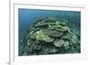 Healthy Reef-Building Corals Thrive in Komodo National Park, Indonesia-Stocktrek Images-Framed Photographic Print