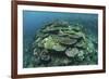 Healthy Reef-Building Corals Thrive in Komodo National Park, Indonesia-Stocktrek Images-Framed Photographic Print