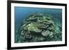 Healthy Reef-Building Corals Thrive in Komodo National Park, Indonesia-Stocktrek Images-Framed Photographic Print