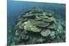 Healthy Reef-Building Corals Thrive in Komodo National Park, Indonesia-Stocktrek Images-Mounted Photographic Print