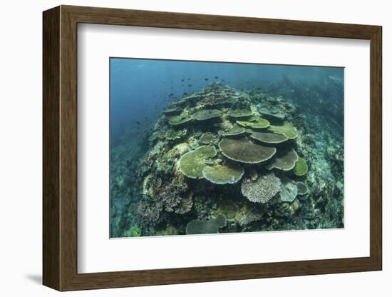 Healthy Reef-Building Corals Thrive in Komodo National Park, Indonesia-Stocktrek Images-Framed Photographic Print