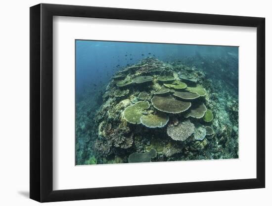 Healthy Reef-Building Corals Thrive in Komodo National Park, Indonesia-Stocktrek Images-Framed Photographic Print
