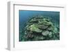 Healthy Reef-Building Corals Thrive in Komodo National Park, Indonesia-Stocktrek Images-Framed Photographic Print