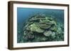 Healthy Reef-Building Corals Thrive in Komodo National Park, Indonesia-Stocktrek Images-Framed Photographic Print