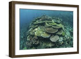 Healthy Reef-Building Corals Thrive in Komodo National Park, Indonesia-Stocktrek Images-Framed Photographic Print