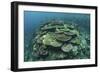 Healthy Reef-Building Corals Thrive in Komodo National Park, Indonesia-Stocktrek Images-Framed Photographic Print