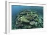 Healthy Reef-Building Corals Thrive in Komodo National Park, Indonesia-Stocktrek Images-Framed Photographic Print