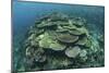 Healthy Reef-Building Corals Thrive in Komodo National Park, Indonesia-Stocktrek Images-Mounted Photographic Print