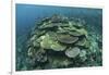 Healthy Reef-Building Corals Thrive in Komodo National Park, Indonesia-Stocktrek Images-Framed Photographic Print