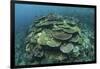 Healthy Reef-Building Corals Thrive in Komodo National Park, Indonesia-Stocktrek Images-Framed Photographic Print