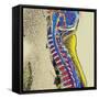 Healthy Spine-Du Cane Medical-Framed Stretched Canvas