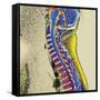 Healthy Spine-Du Cane Medical-Framed Stretched Canvas