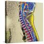 Healthy Spine-Du Cane Medical-Stretched Canvas
