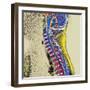 Healthy Spine-Du Cane Medical-Framed Premium Photographic Print