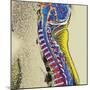 Healthy Spine-Du Cane Medical-Mounted Premium Photographic Print