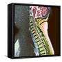 Healthy Spine-Du Cane Medical-Framed Stretched Canvas