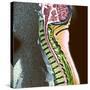 Healthy Spine-Du Cane Medical-Stretched Canvas