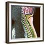 Healthy Spine-Du Cane Medical-Framed Premium Photographic Print