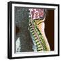 Healthy Spine-Du Cane Medical-Framed Premium Photographic Print