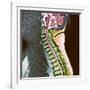 Healthy Spine-Du Cane Medical-Framed Photographic Print