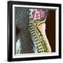 Healthy Spine-Du Cane Medical-Framed Photographic Print