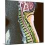 Healthy Spine-Du Cane Medical-Mounted Photographic Print