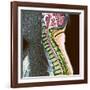 Healthy Spine-Du Cane Medical-Framed Photographic Print