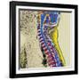 Healthy Spine-Du Cane Medical-Framed Photographic Print