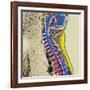 Healthy Spine-Du Cane Medical-Framed Photographic Print